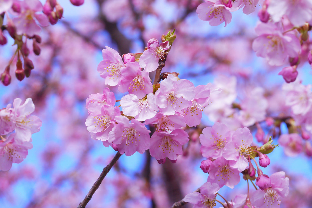 3-piece-canvas-print-gorgeous-cherry-blossom