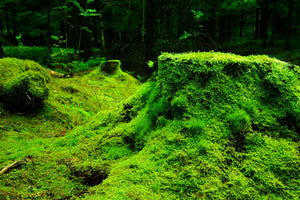 framedposter-print-moss-in-the-forest
