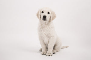 3-piece-canvas-print-sweet-golden-retriever-puppy