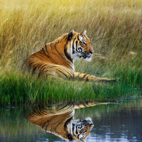 4-piece-canvas-print-the-tiger