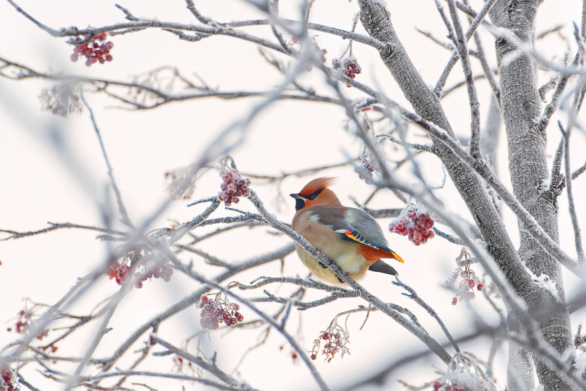 aluminium-print-waxwing-x
