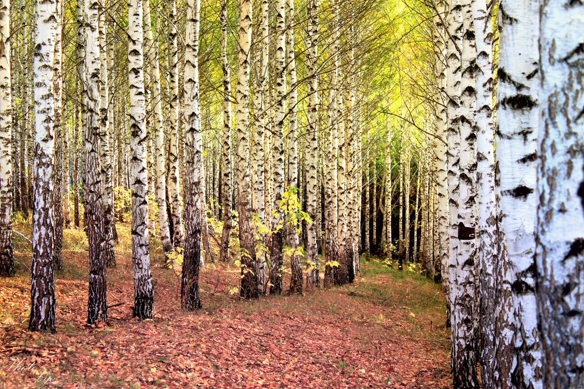 acrylic-print-the-path-between-birches