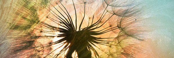 panoramic-3-piece-aluminium-print-xxl-dandelion-panorama