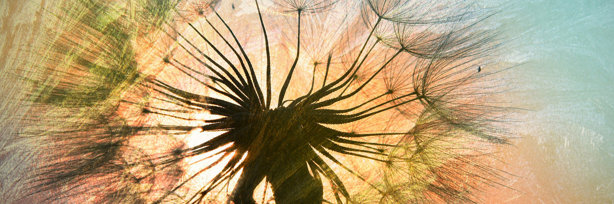 panoramic-3-piece-aluminium-print-xxl-dandelion-panorama