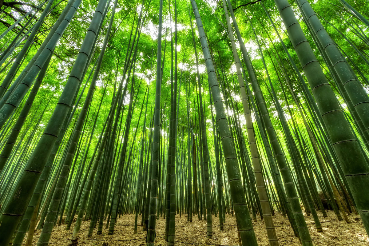 framedcanvas-print-the-bamboo-forest