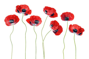 modern-3-piece-acrylic-print-ladybird-poppies