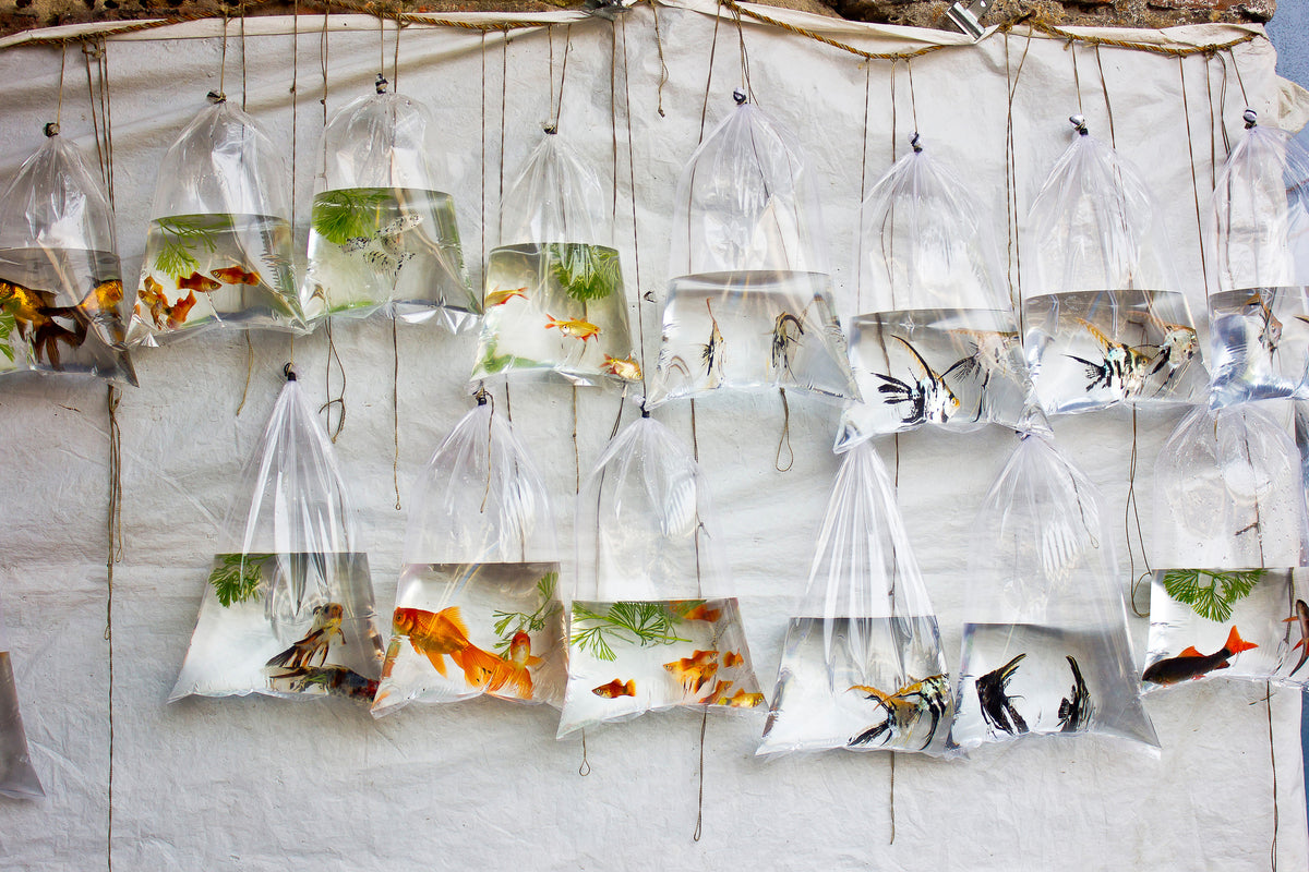 poster-print-the-wall-of-fish