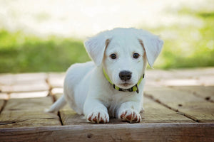 3-piece-aluminium-print-cute-dog-baby