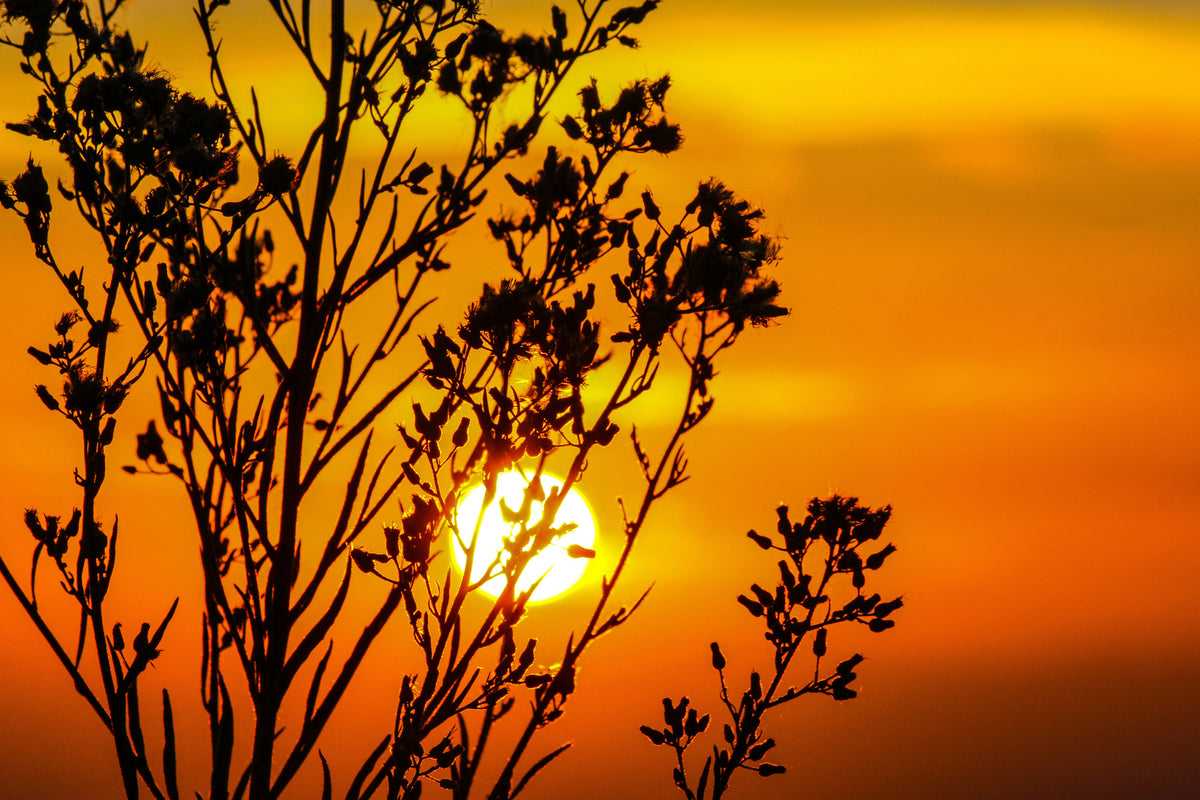 3-piece-aluminium-print-a-shrub-in-the-sunset