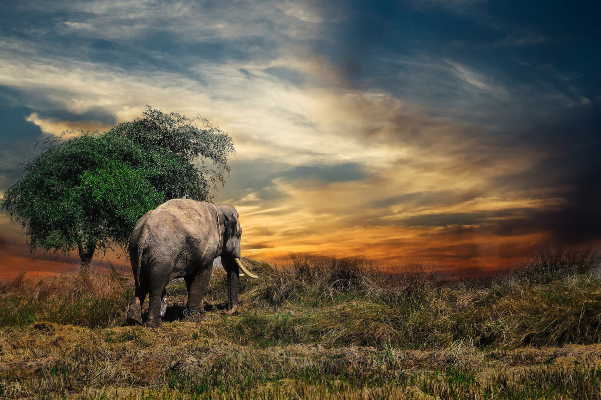 canvas-print-the-elephant-in-the-sunset