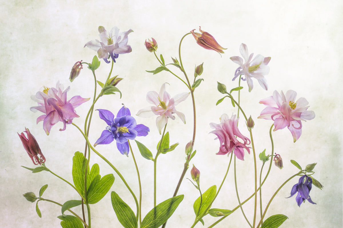 framedcanvas-print-columbine