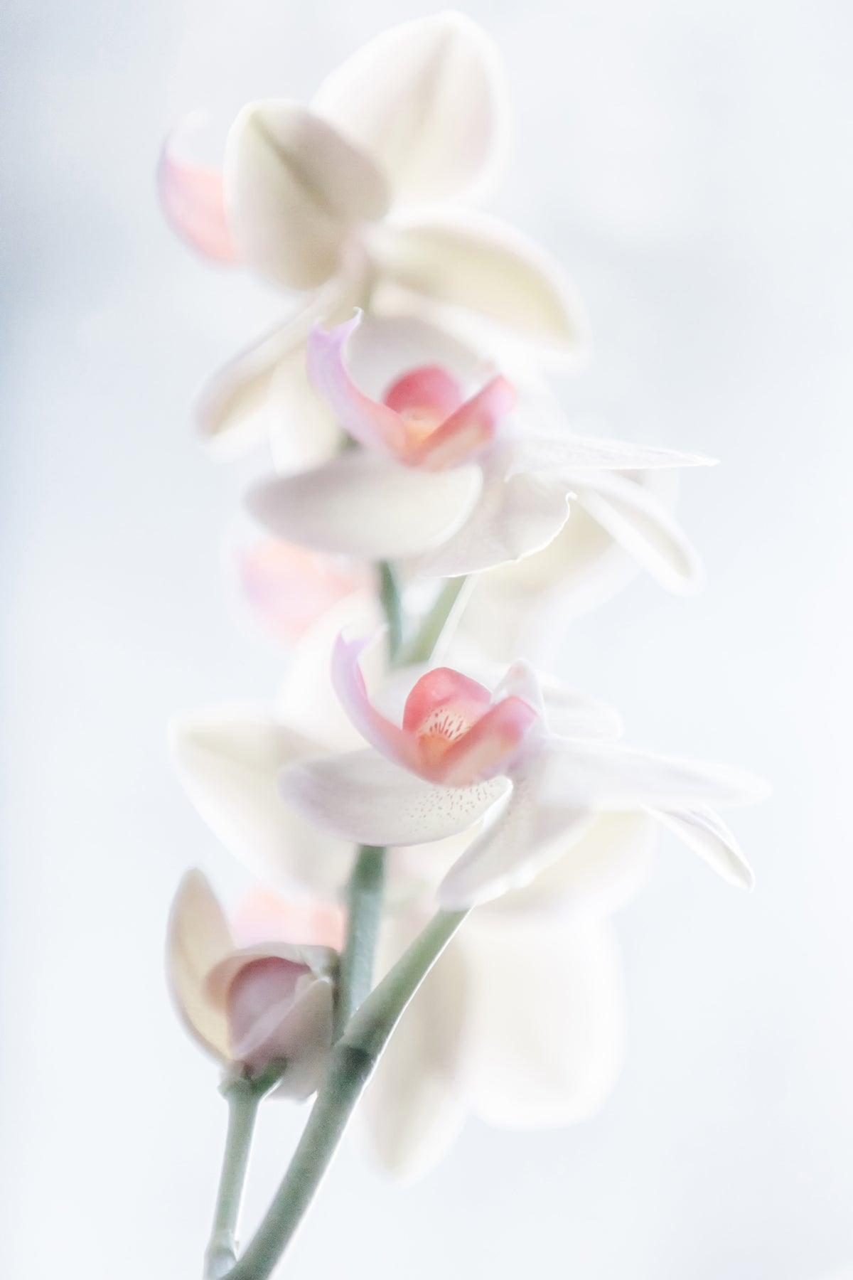 framedcanvas-print-pale-beauty