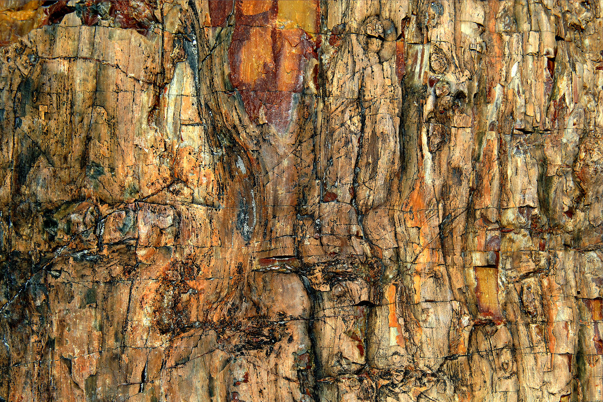 framedcanvas-print-bark-x