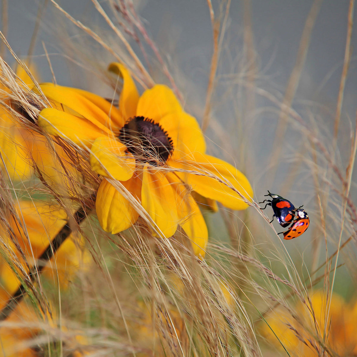 poster-print-colors-of-summer-ii