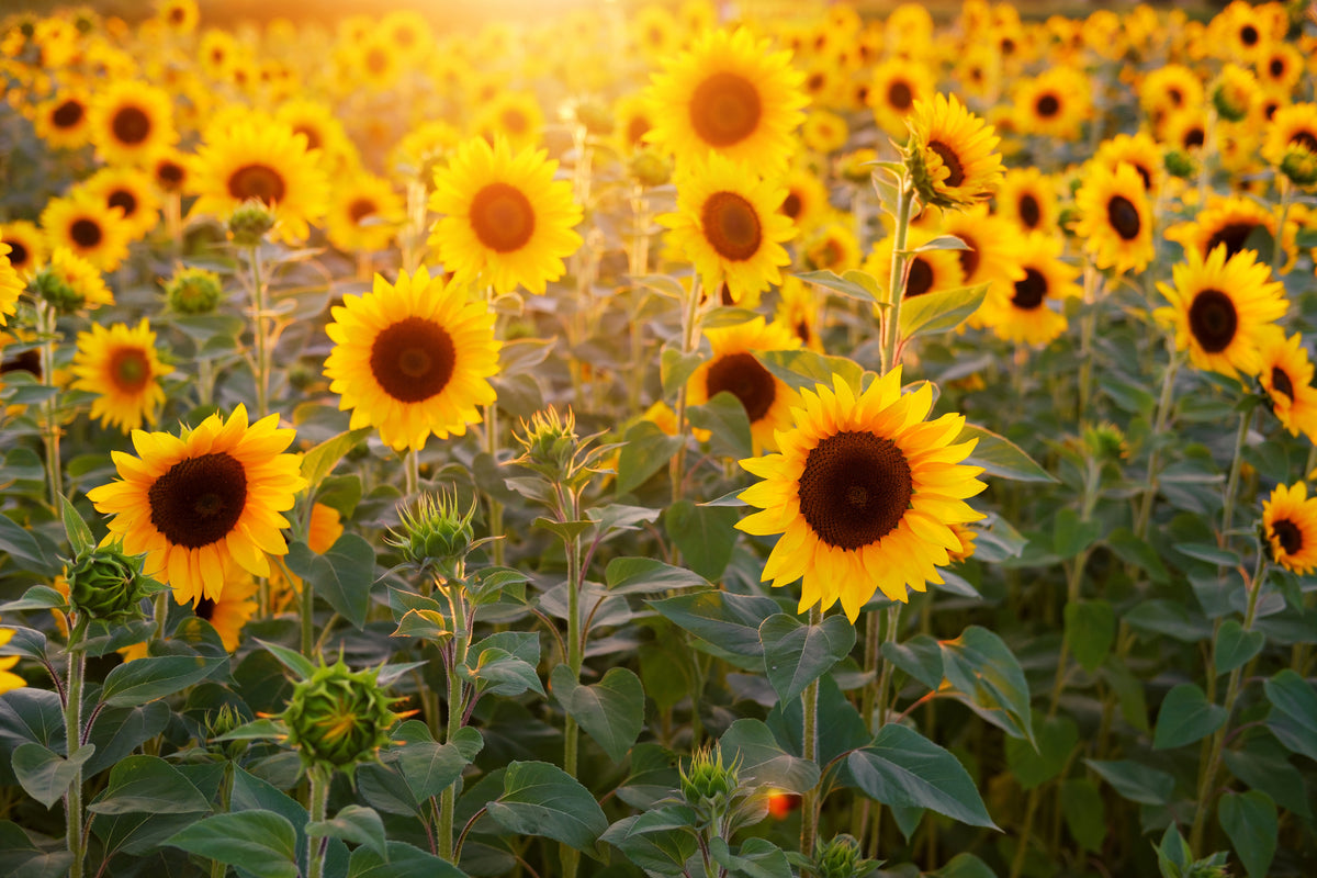 3-piece-acrylic-print-sunflower-field