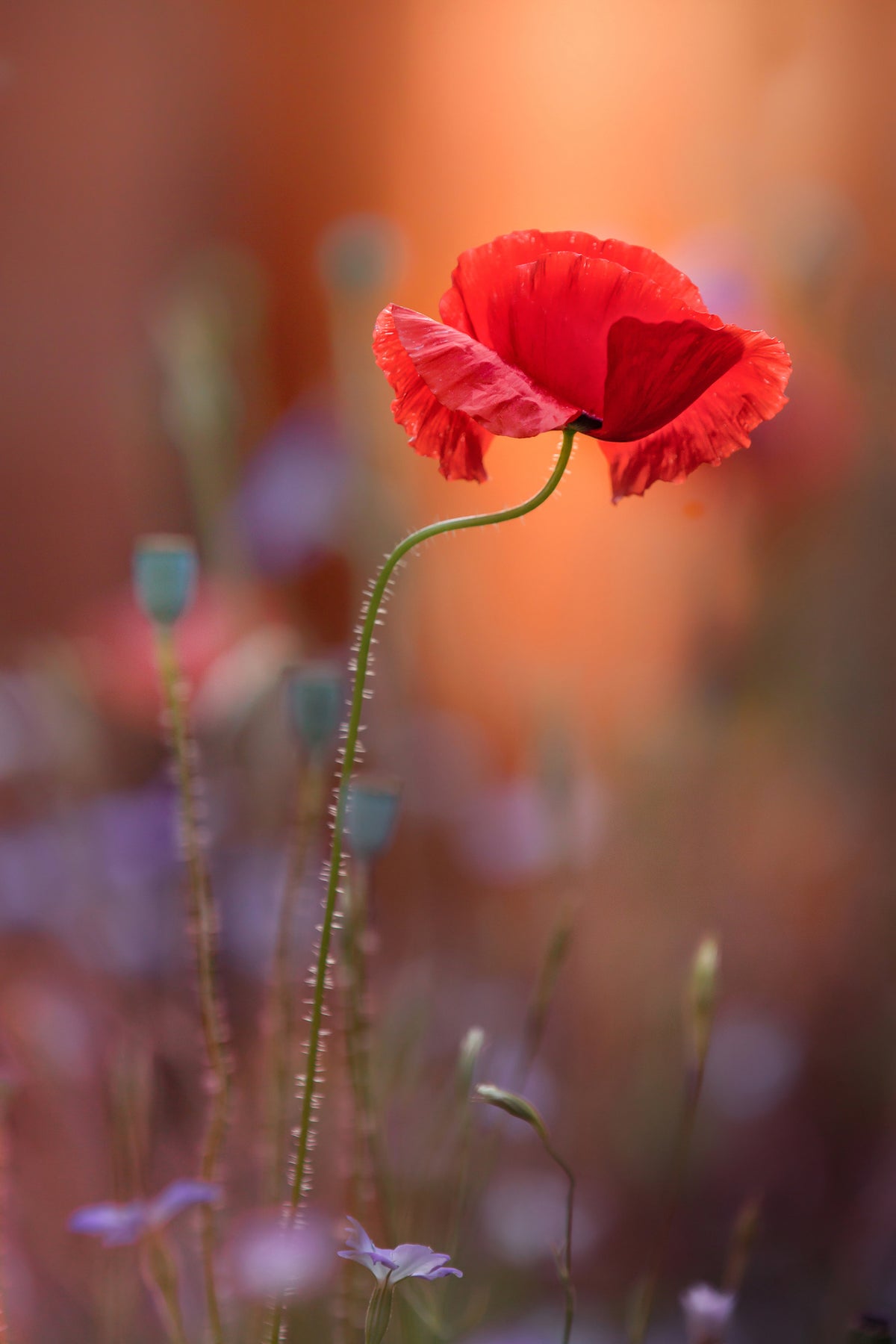 acrylic-print-at-the-end-of-the-day-x
