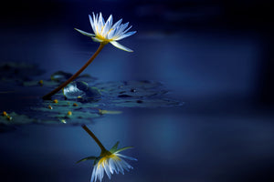 framedposter-print-reflection-xdb