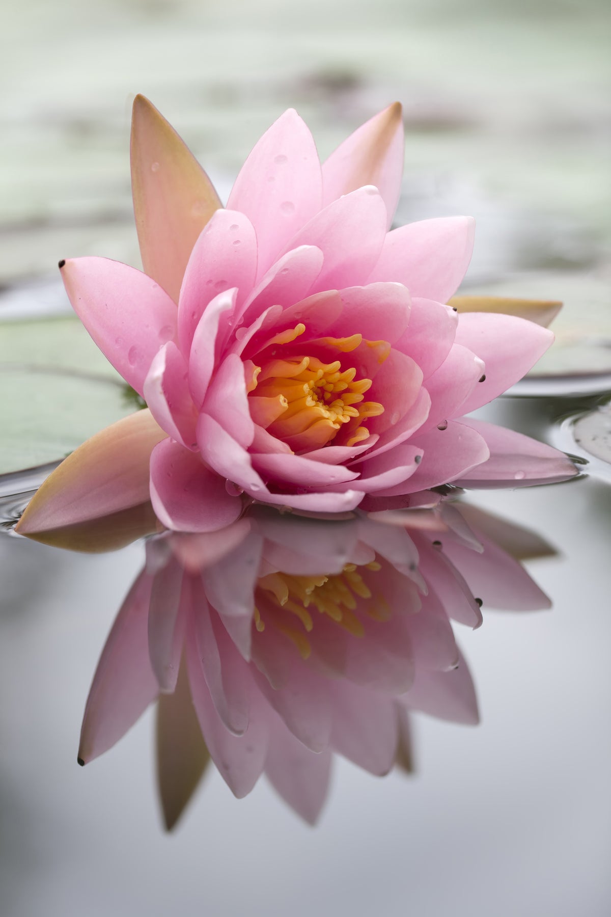 aluminium-print-lotus