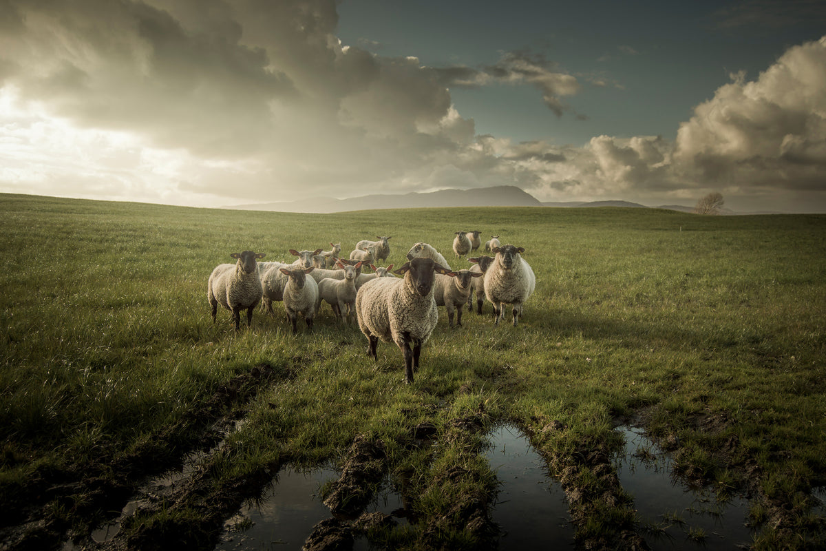 framedposter-print-sheep-x