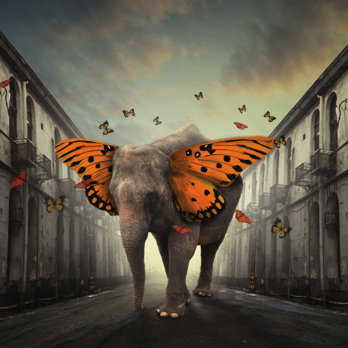 canvas-print-butterphant