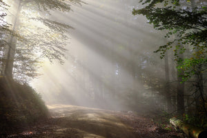 3-piece-acrylic-print-mystical-light-in-the-forest
