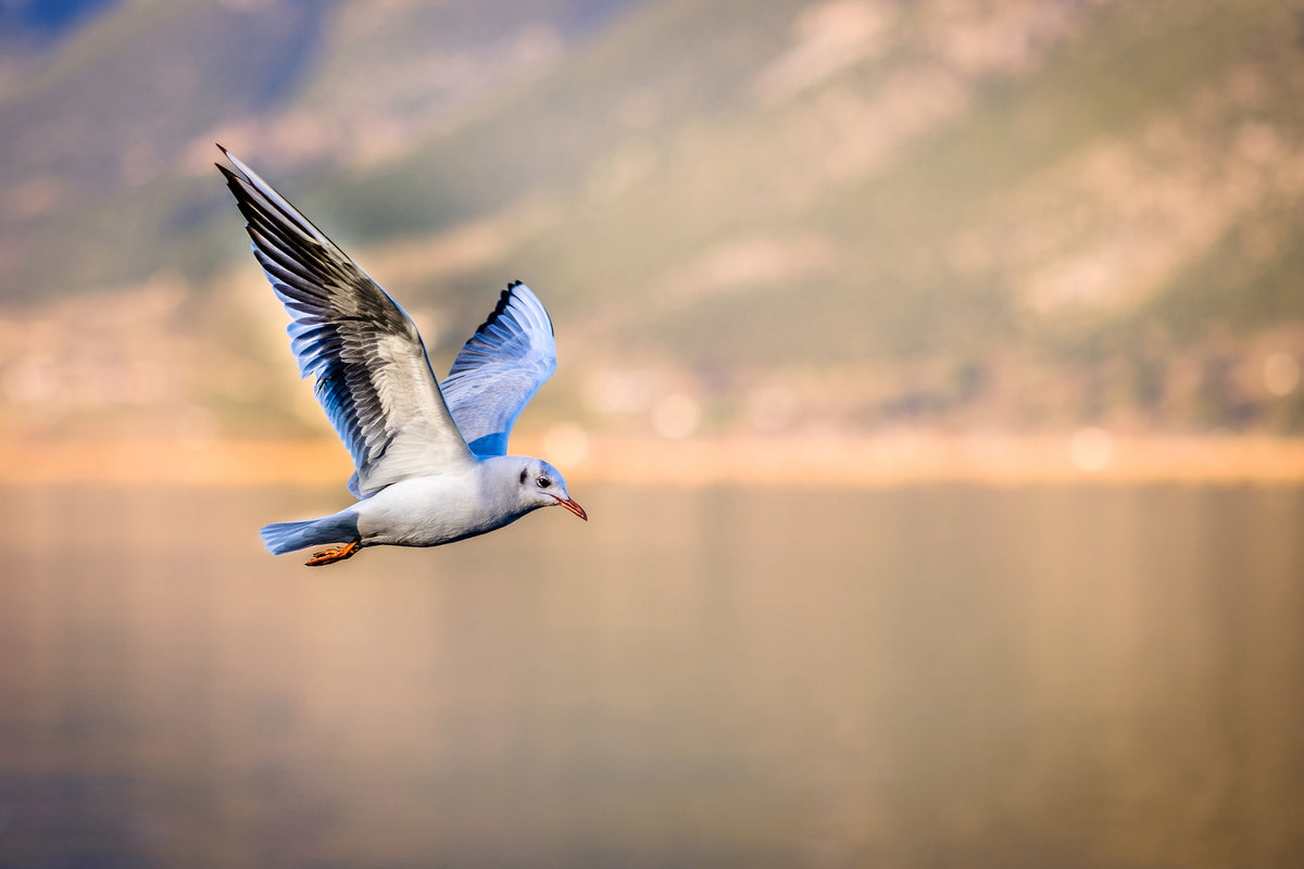 aluminium-print-the-flying-seagull