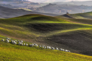 canvas-print-pastoral-x
