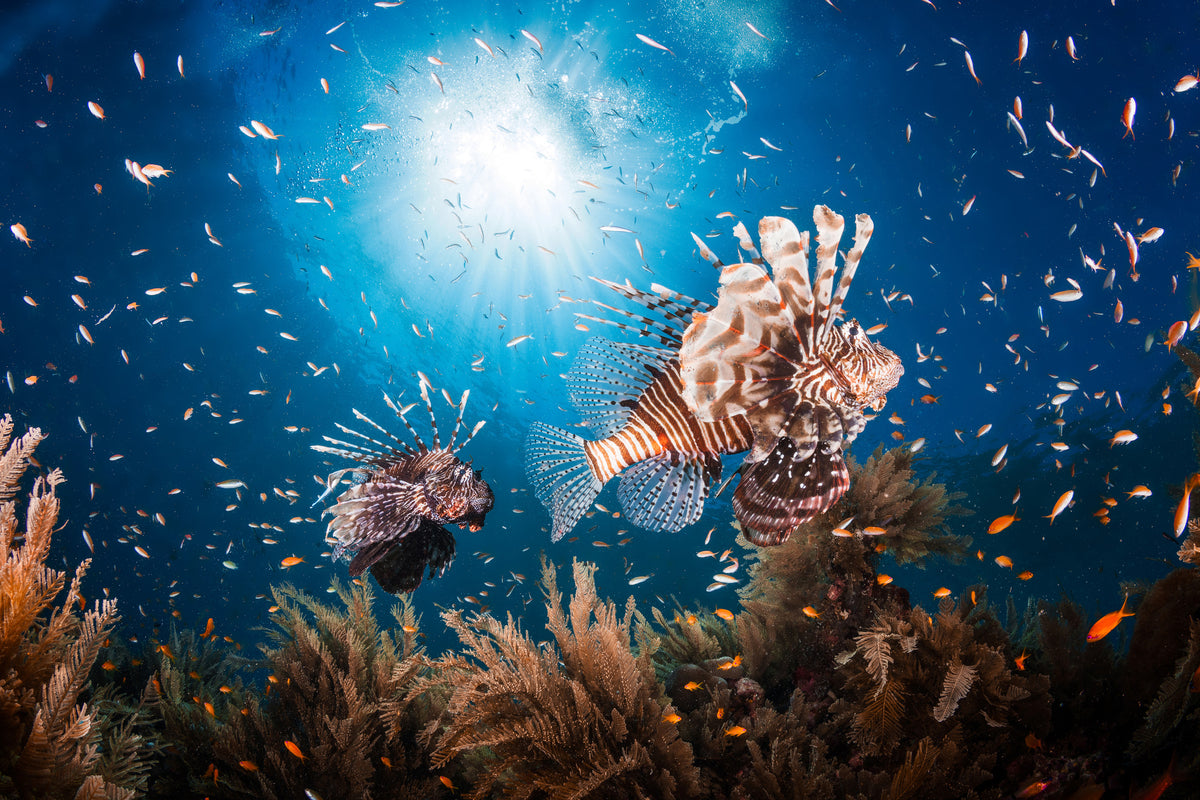 modern-3-piece-aluminium-print-lionfish-ii