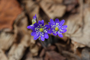 framedcanvas-print-wildflowers