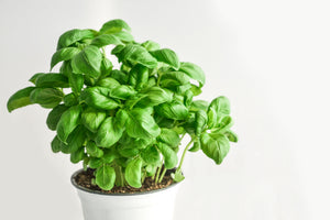 framedcanvas-print-basil-in-the-pot