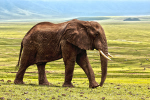 acrylic-print-gorgeous-elephant