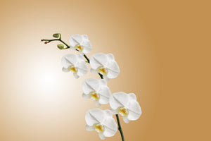 acrylic-print-white-orchids-xl