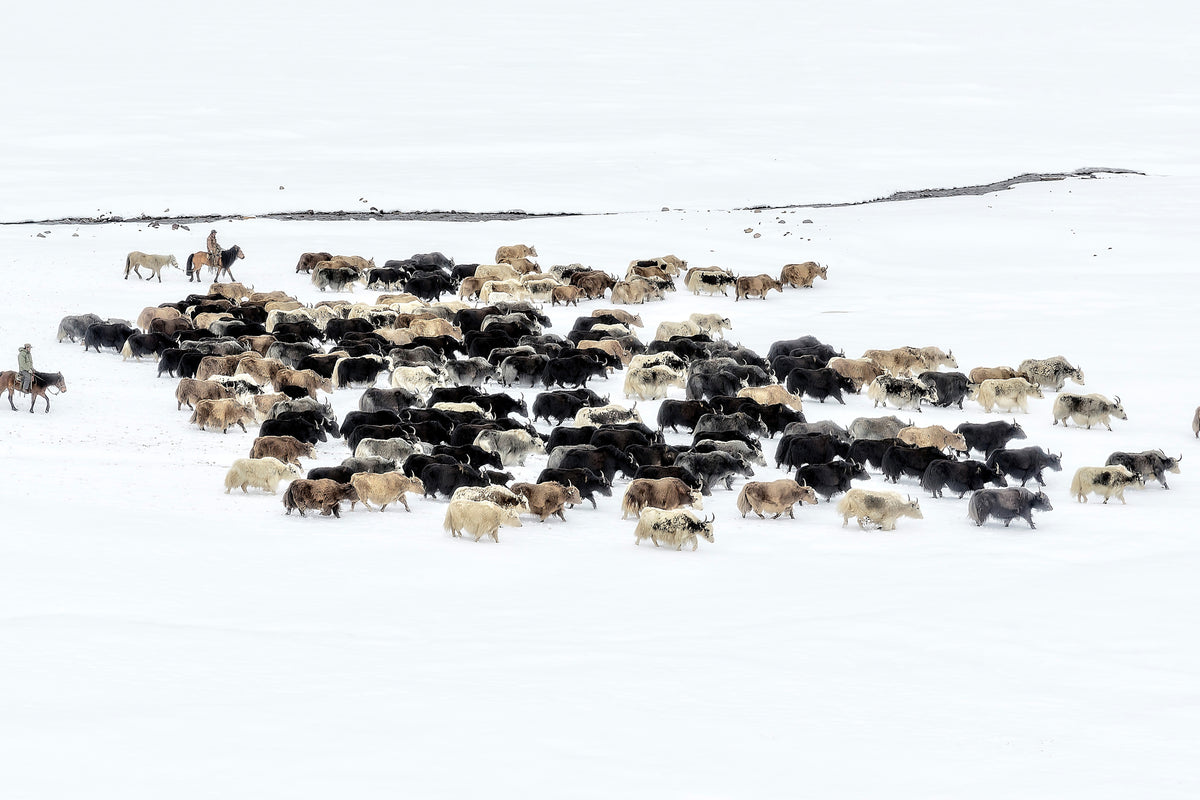 modern-3-piece-aluminium-print-yaks-in-snow