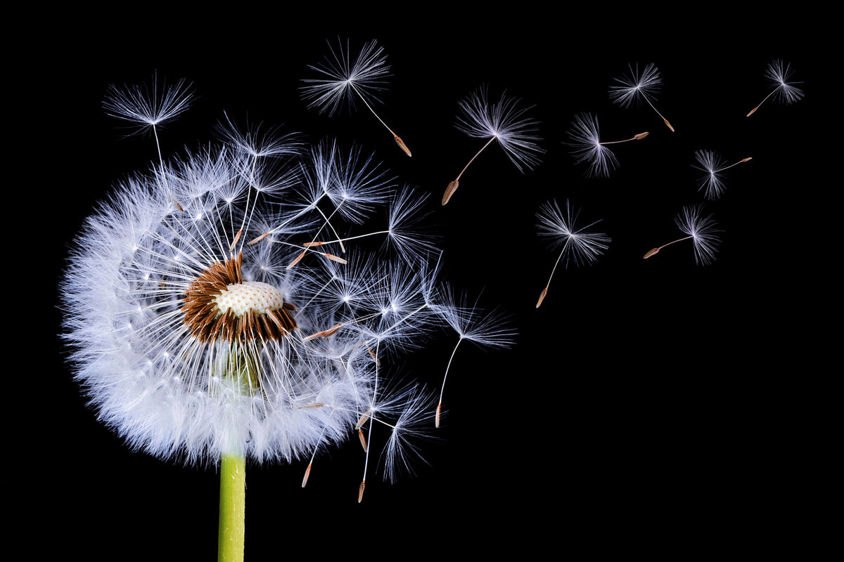 poster-print-dandelion-blowing