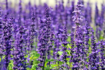 poster-print-xl-lavender