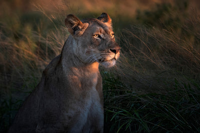 poster-print-lioness-at-first-day-ligth-x