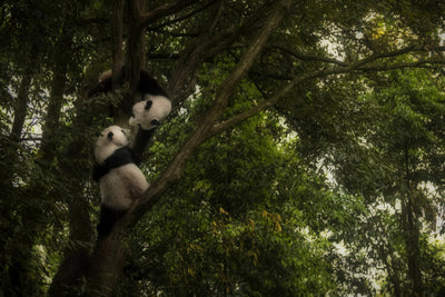 poster-print-panda-x
