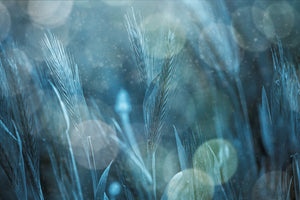 aluminium-print-fantastic-nature-x