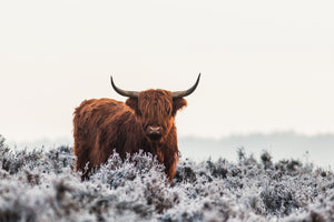 poster-print-highlander-x