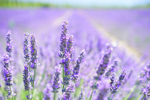 acrylic-print-the-lavender-blossom