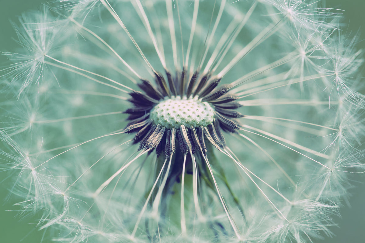 aluminium-print-close-up-dandelion