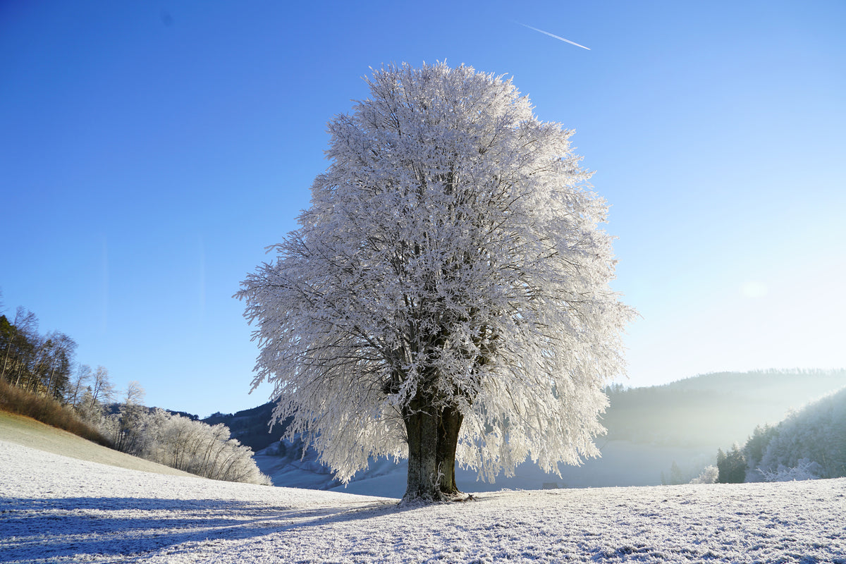 poster-print-winter-fairy-tale