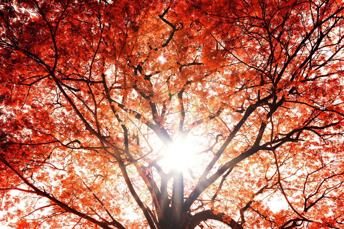 modern-3-piece-aluminium-print-light-of-autumn