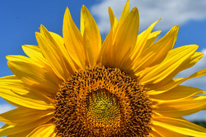 aluminium-print-sunflower-in-xxl