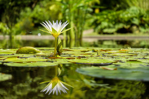 3-piece-aluminium-print-water-lily-in-nature
