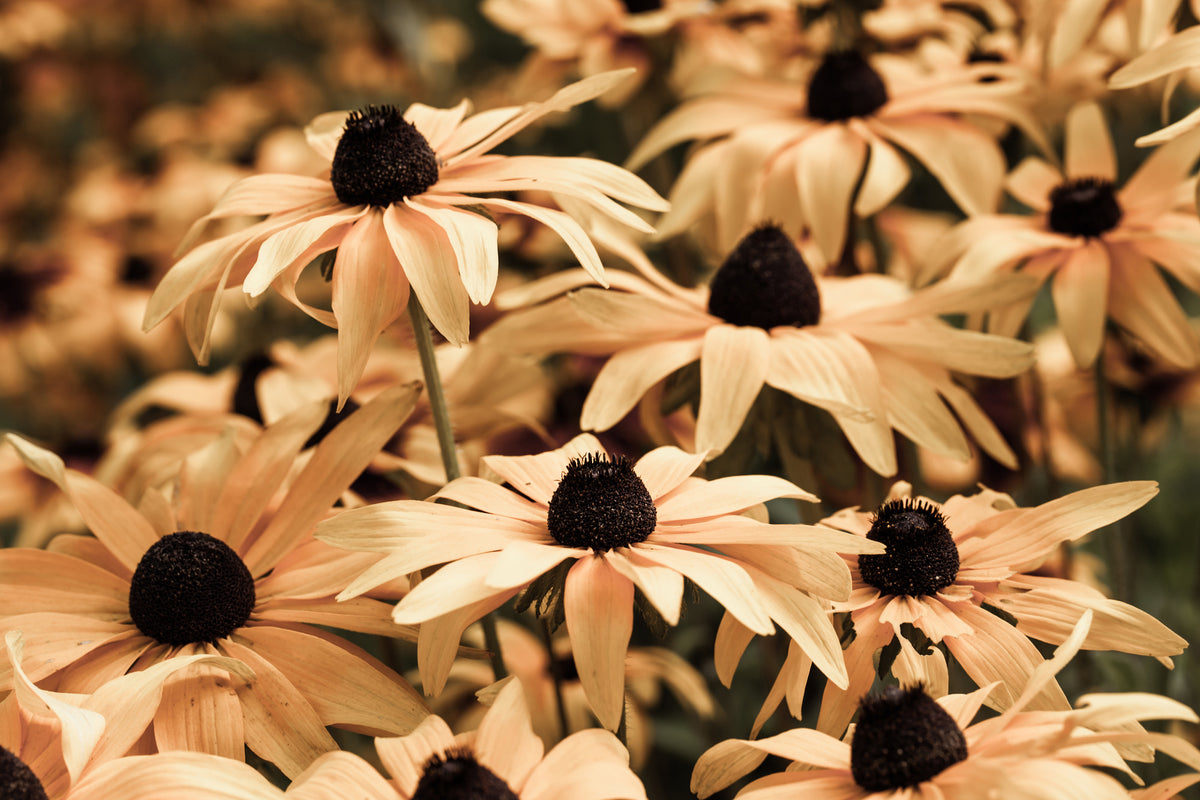 3-piece-canvas-print-daisies-in-sepia