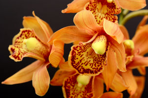 3-piece-aluminium-print-orchids-with-orange-flowers