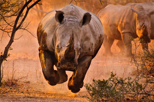 aluminium-print-rhino-learning-to-fly-x