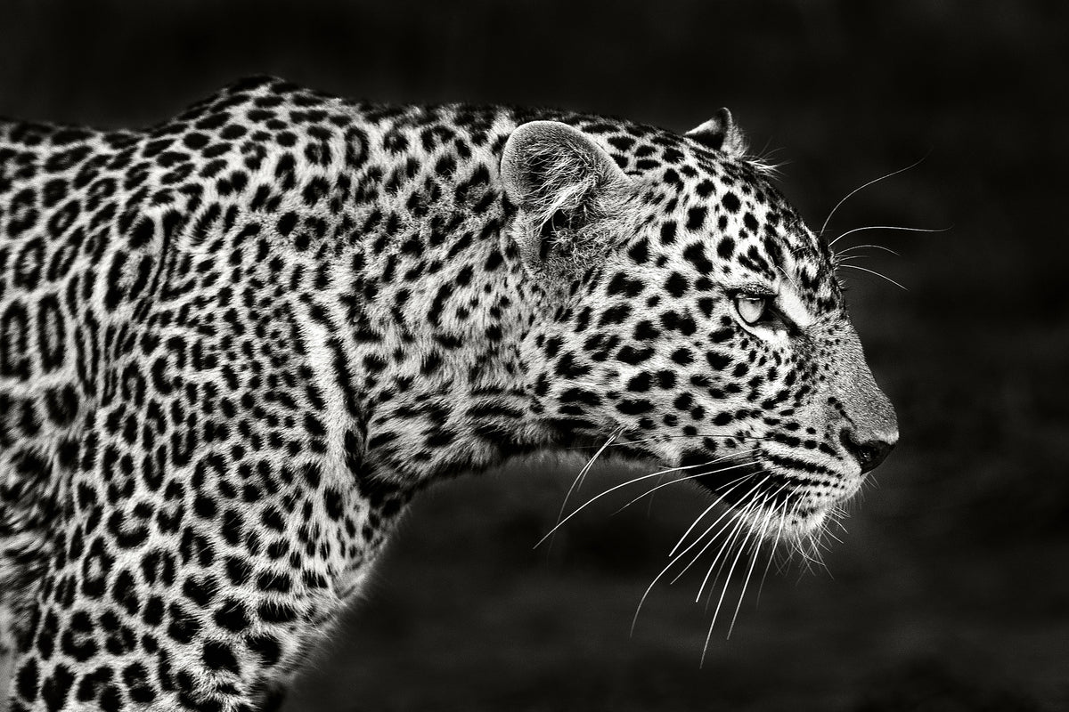poster-print-leopard-close-up-x