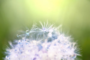 framedcanvas-print-dandelion-xl-in-morning-dew